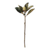 Magnolia Bud Foliage 65cm