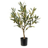 Olive Tree 60cm