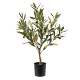 Olive Tree 60cm