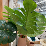 Single Monstera Leaf