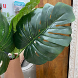 Single Monstera Leaf