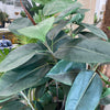 5 Ft Potted Rubber Palm