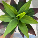11 Inch Agave Plant