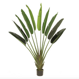 Giant Travellers Palm 140x30x215cm