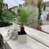 Palm Tree 53cm