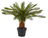 Cycas Plant 72cm Green