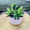 11 Inch Agave Plant