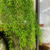 Alyssum Plant 79cm