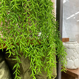 Alyssum Plant 79cm