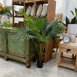 Fan Palm w/ Pot 160cm