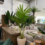 Fan Palm w/ Pot 160cm